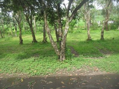 Buperkepurun_Campsite2