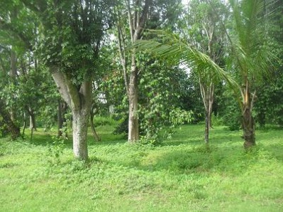 Buperkepurun_Campsite