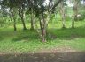 Buperkepurun_Campsite2